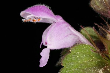 Kesik Yaprak Ölü Nettle (Lamium purpureum). Çiçek Kapanışı