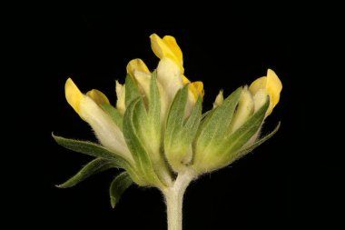 Böbrek Vetch (Anthyllis zafiyeti). Enfeksiyon. Yakın çekim.