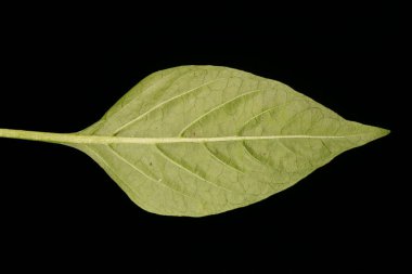 Tatlı Biber (Capsicum annuum). Yaprak Kapanışı