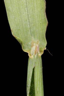 Pürüzsüz Parmak Çimi (Digitaria ischaemum). Ligule Kapanışı
