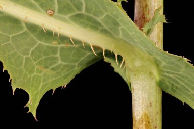 Dikenli Marul (Lactuca serriola). Yaprak Ayrıntısı Kapatma