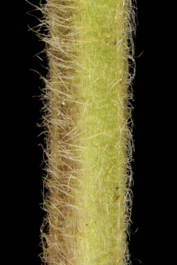 Doğu Bulvarı (Geum aleppicum). Kök Yakın Çekim