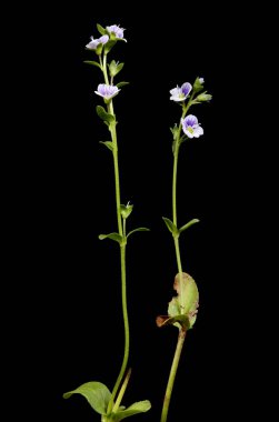 Thyme-Leaved Speedwell (Veronica serpillifolia). Alışkanlık