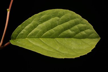 Magnolia Vine (Schisandra chinensis). Yaprak Kapanışı