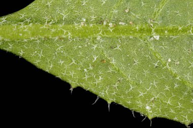 Shepherd & apos; 's Çanta (Capsella bursa-pastoris). Yaprak Ayrıntısı Kapatma