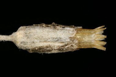 Yazın Kırım karı (Cerastium biebersteinii). Meyve Kapanışı