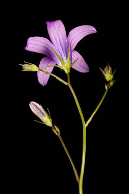 Bellflower (Campanula patula) yayılıyor. Enfeksiyon. Yakın çekim.