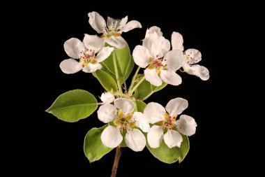 Armut (Pyrus Communis). Enfeksiyon. Yakın çekim.