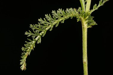 Yarrow (Achillea millefolium). Yaprak Kapanışı
