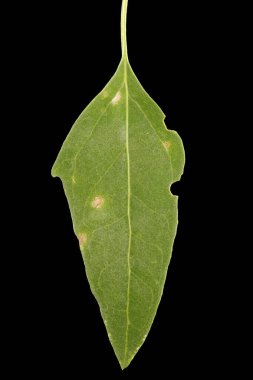 Orache (Atriplex patula). Yaprak Kapanışı