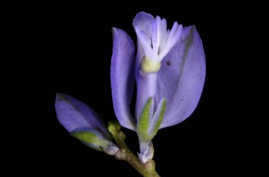 Yaygın Milkwort (Polygala vulgaris). Çiçekler yakın plan