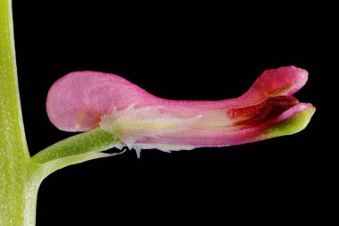 Yaygın dezenfekte (Fumaria officinalis). Çiçek Kapanışı