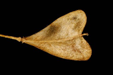 Shepherd & apos; 's Çanta (Capsella bursa-pastoris). Meyve Kapanışı