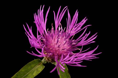 Kahverengi Knapweed (Centaurea jacea). Capitulum Kapanış