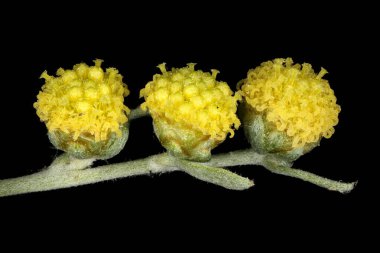 Wormwood (Artemisia absinthium). Capitula Kapanış