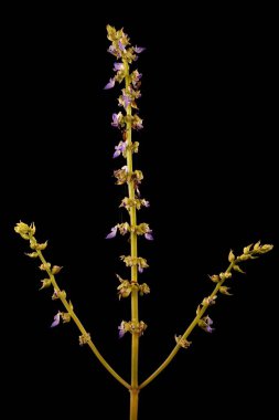 Boyalı Nettle (Plectranthus scutellarioides). Enfeksiyon. Yakın çekim.
