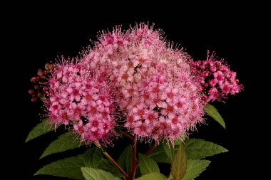 Japon Spiraea (Spiraea japonica). Enfeksiyon. Yakın çekim.