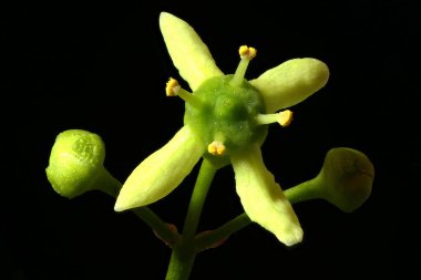 Spindle (Euonymus europaeus). Çiçek Kapanışı