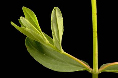 St. John & apos; s-Wort 'u (Hypericum perforatum) delin. Kök ve Yapraklar Kapalı