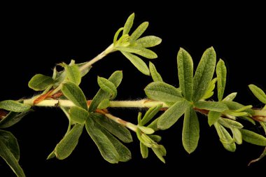 Shrubby Cinquefoil (Dasiphora fruticosa). Kök ve Yapraklar Kapalı