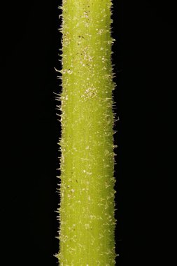 Balkabağı (Cucurbita maxima). Kök Yakın Çekim