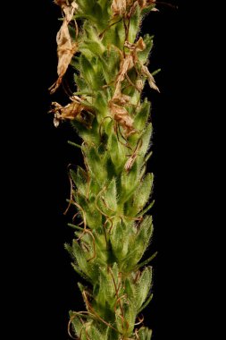 Çivili Speedwell (Veronica Spicata). Inflorescence Detay Kapatma