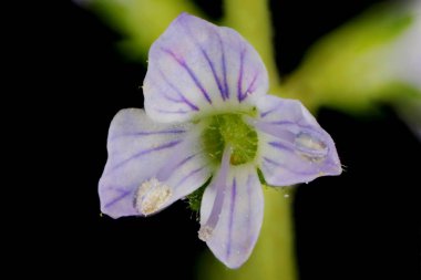 Heath Speedwell (Veronica officinalis). Çiçek Kapanışı