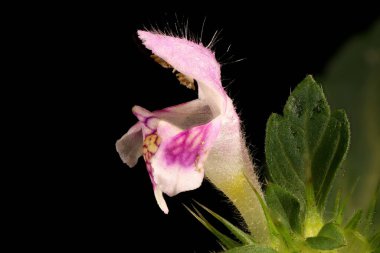 Hemp-Nettle (Galeopsis tetrahit). Çiçek Kapanışı