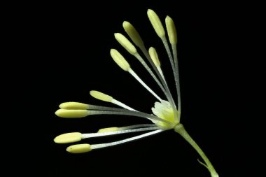 Ortak Meadow-Rue (Thalictrum flavum). Çiçek Kapanışı
