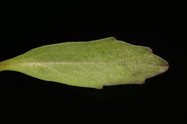 Lobelia Bahçesi (Lobelia erinus). Yaprak Kapanışı