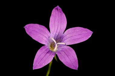 Bellflower (Campanula patula) yayılıyor. Çiçek Kapanışı