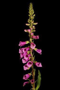 Yüksükotu (Digitalis purpurea). Enfeksiyon. Yakın çekim.