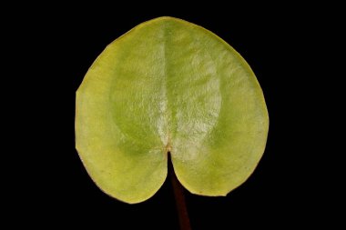 Frogbit (Hydrocharis morsus-ranae). Yaprak Kapanışı
