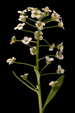 Tatlı Alison (Lobularia maritima). Enfeksiyon. Yakın çekim.