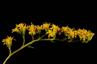 Erken Goldenrod (Solidago Gigantea). Inflorescence Detay Kapatma