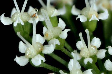 Yer Yaşlısı (Aegopodyum podagraria). Çiçekler yakın plan