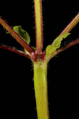 Büyük-Çiçekli Hemp-Nettle (Galeopsis speciosa). Kök Yakın Çekim