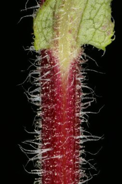 Kıllı Michaelmas Daisy (Symphyotrichum novae-angliae). Kök Yakın Çekim