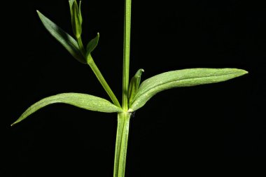 Küçük Stitchwort (Stellaria graminea). Kök ve Yapraklar Kapalı