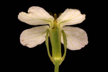 Bahçe Turpu (Raphanus raphanistrum subsp. Sativus). Çiçek Kapanışı