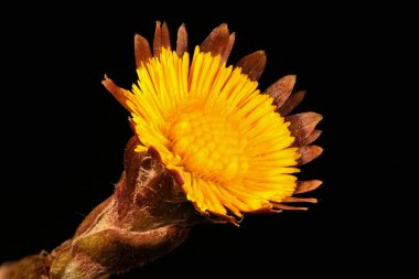 Colt & apos; 's Foot (Tussilago farfara). Capitulum Kapanış