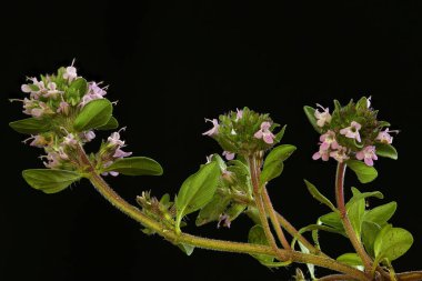 Breckland kekik (Thymus serpilllum). Alışkanlık
