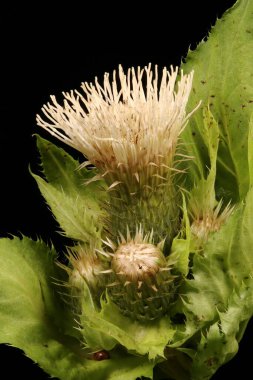 Lahana devedikeni (Cirsium oleraceum). Enfeksiyon. Yakın çekim.