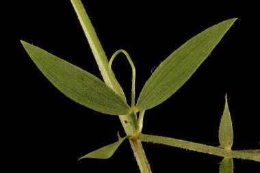 Meadow Vetchling (Lathyrus pratensis). Kök ve Yapraklar Kapalı