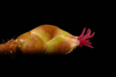 Hazel (Corylus avellana). Kadın Enfeksiyonu. Yakın çekim.