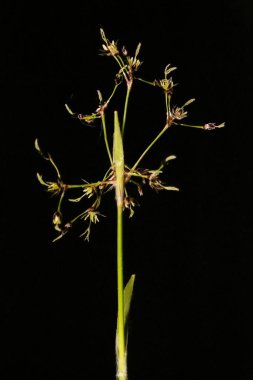 Kıllı Woodrush (Luzula pilosa). Enfeksiyon. Yakın çekim.