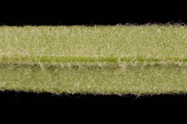 Yazın Kırım karı (Cerastium biebersteinii). Yaprak Ayrıntısı Kapatma