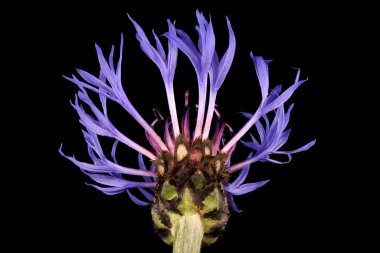 Dağ Çiçeği (Centaurea montana). Çiçekli Capitulum Kapanış