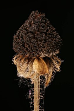 Siyah Gözlü Susan (Rudbeckia hirta). Meyveli Capitulum Kapanışı