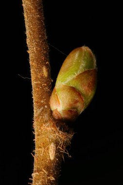 Hazel (Corylus avellana). Ek Bud Yakın Çekimi